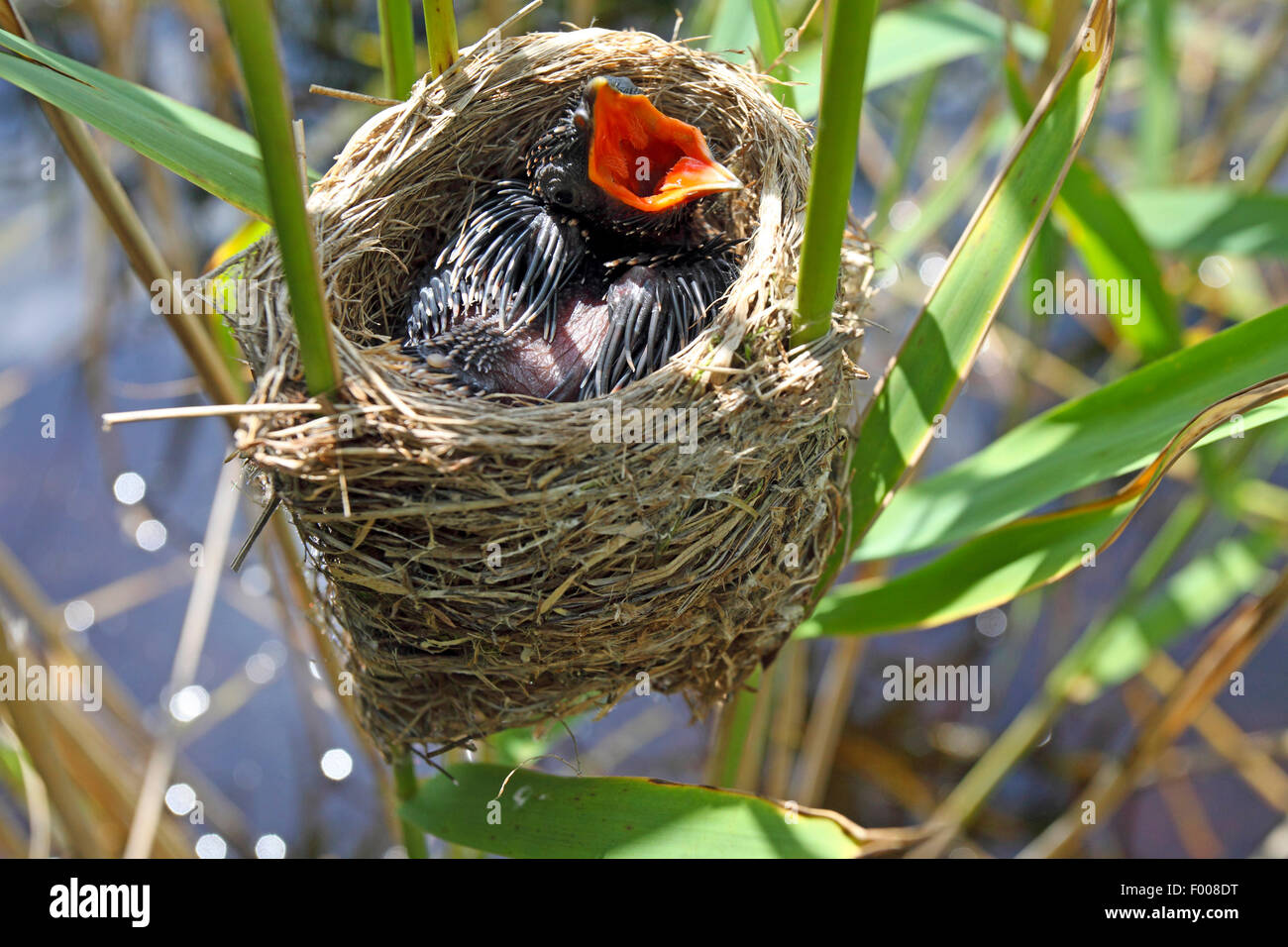 Eurasische Kuckuck (Cuculus Canorus), Küken im Nest der Rohrsänger, Deutschland Stockfoto