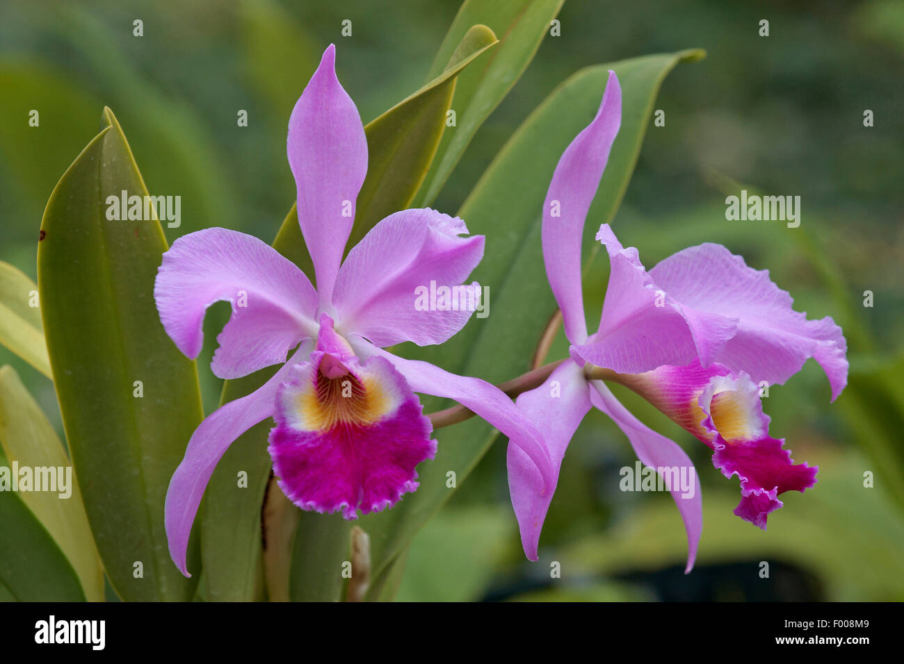 Cattleya Orchidee (Cattleya Warscewiczii, Cattleya Gigas), Blumen