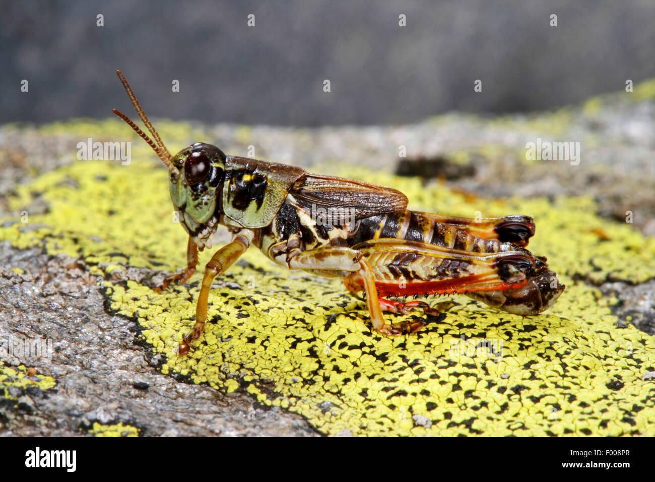 Nordic Berg Grasshopper, hohen Berg Grasshopper (Melanoplus Frigidus, Bohemanella Frigida), Berg-Heuschrecke auf einem Stein, Österreich Stockfoto