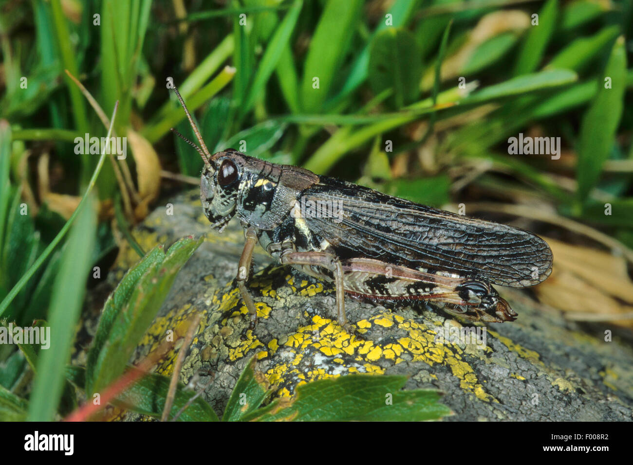 Nordic Berg Grasshopper, hohen Berg Grasshopper (Melanoplus Frigidus, Bohemanella Frigida), weibliche auf einem Stein, Österreich Stockfoto