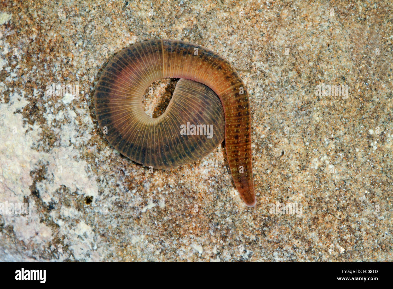 Europäische Pferd Blutegel (Haemopis Sanguisuga), zusammengerollt auf einem Stein, Deutschland Stockfoto