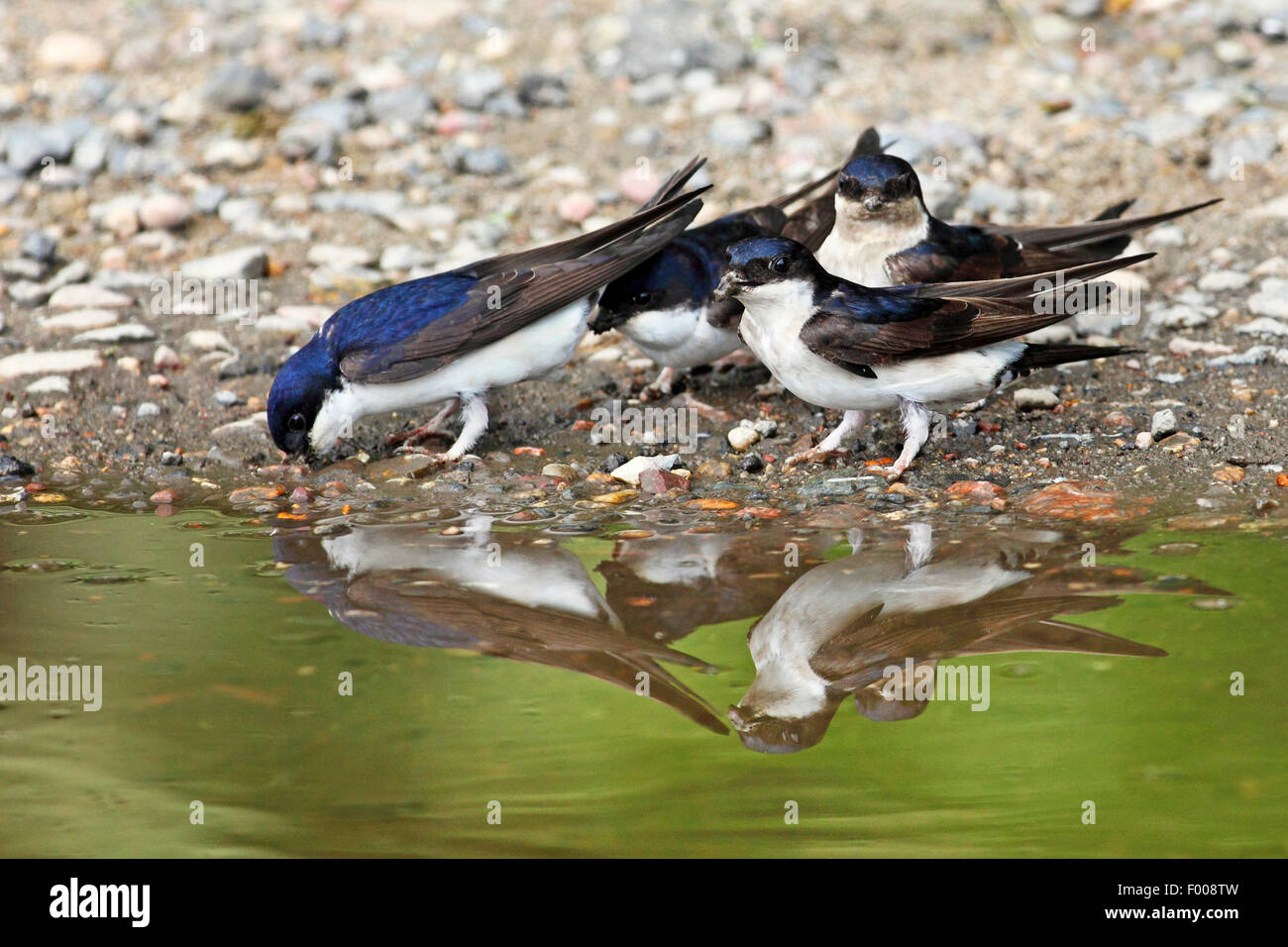 gemeinsamen Mehlschwalbe (Delichon Urbica), Schwalben sammeln Schlamm zum Bau ihrer Nester, Deutschland Stockfoto