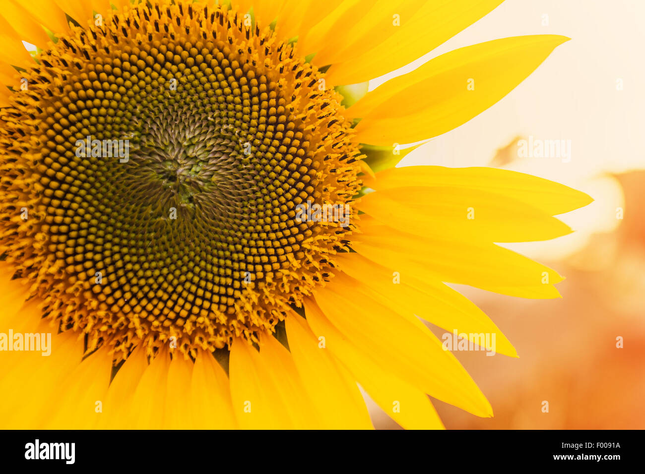 Sonnenblumenfeld, getönten Foto Stockfoto