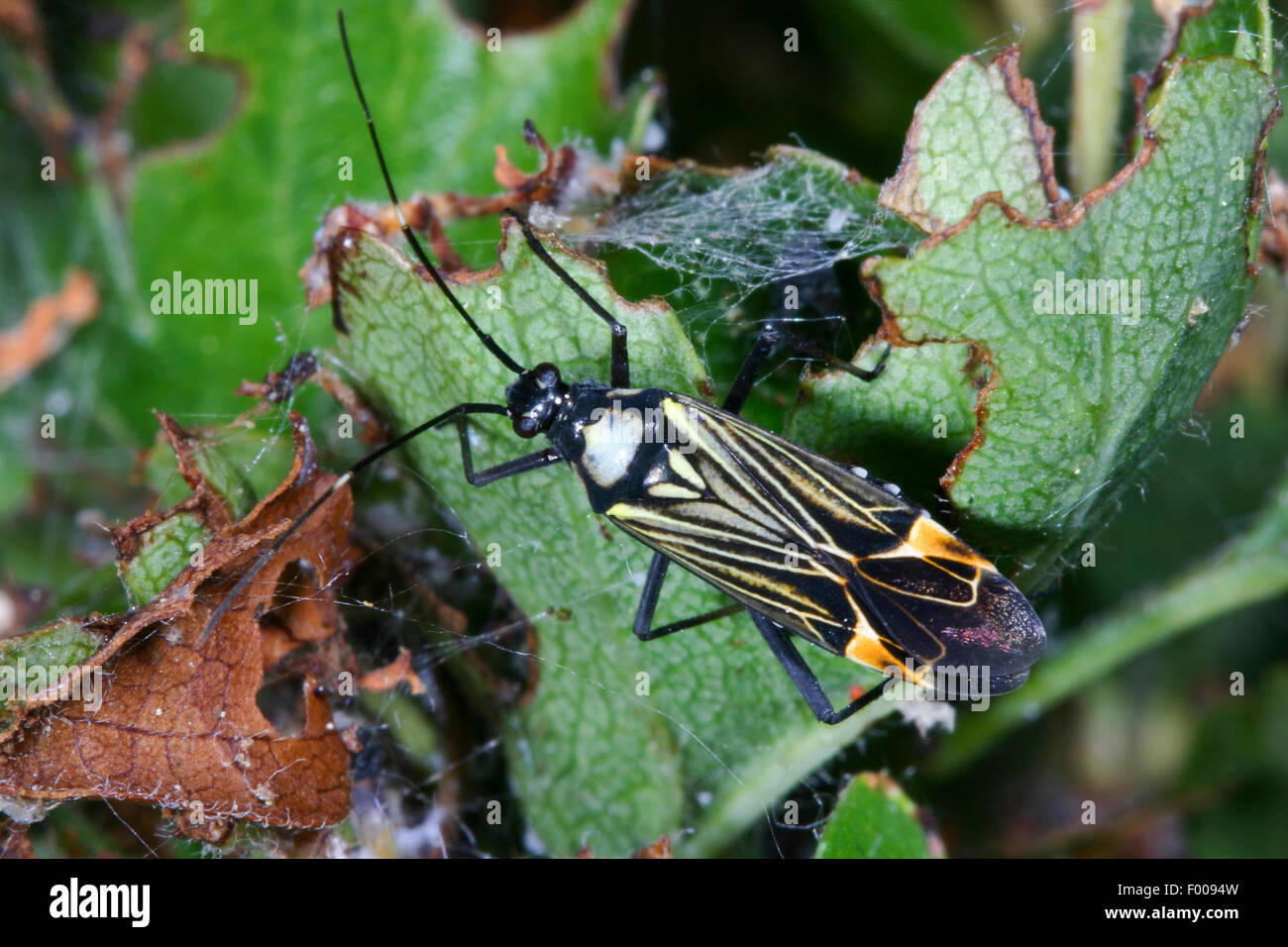 Fein gestreift Bugkin (Miris Striatus), sitzt auf einem Blatt, Deutschland Stockfoto