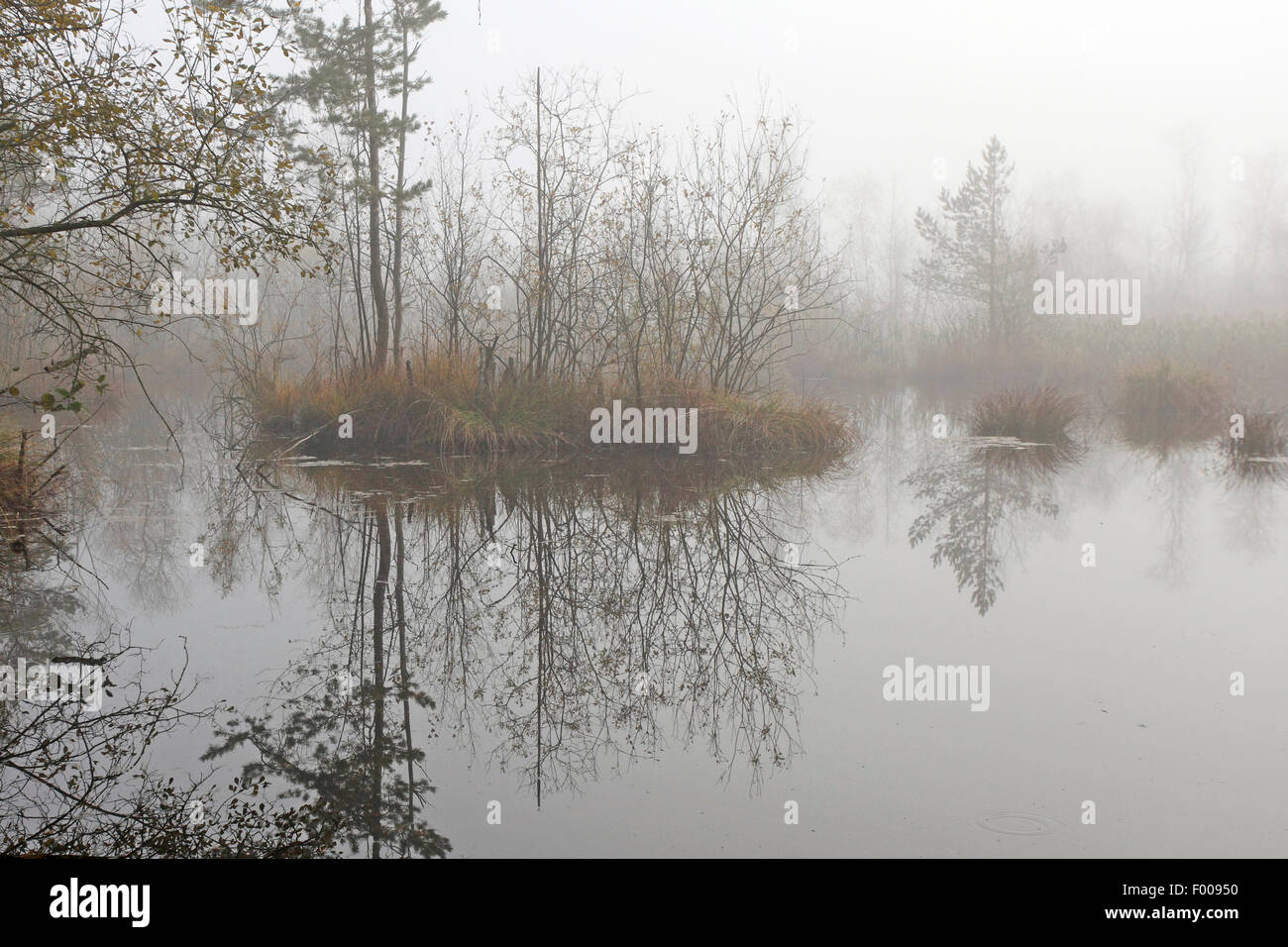 Nebelstimmung im moor Fotos und Bildmaterial in hoher Auflösung Alamy