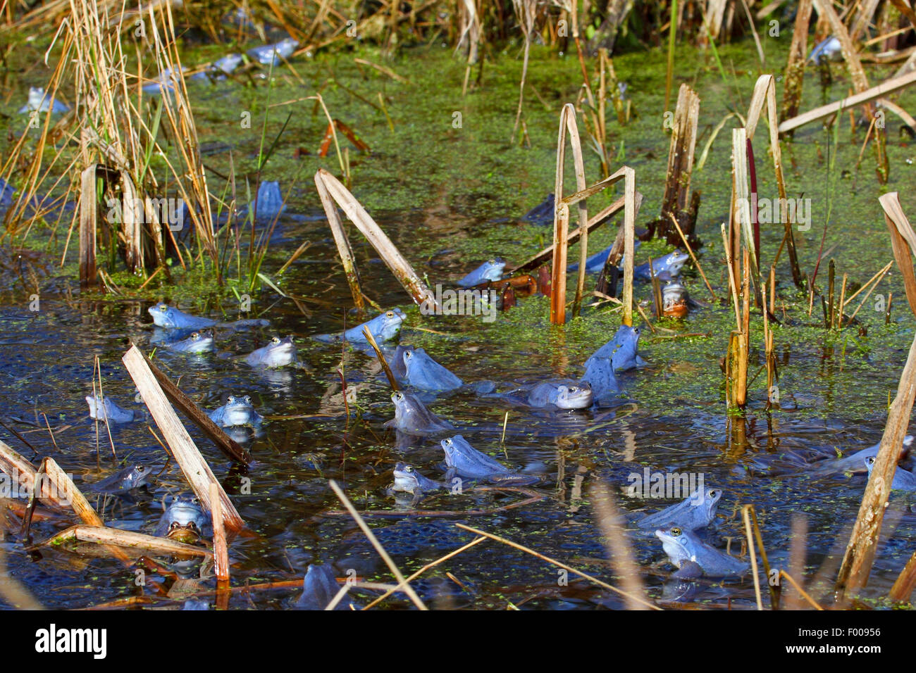 Moor-Frosch (Rana Arvalis), intensivem Blau männlichen moor Frösche zur Paarungszeit, Deutschland Stockfoto