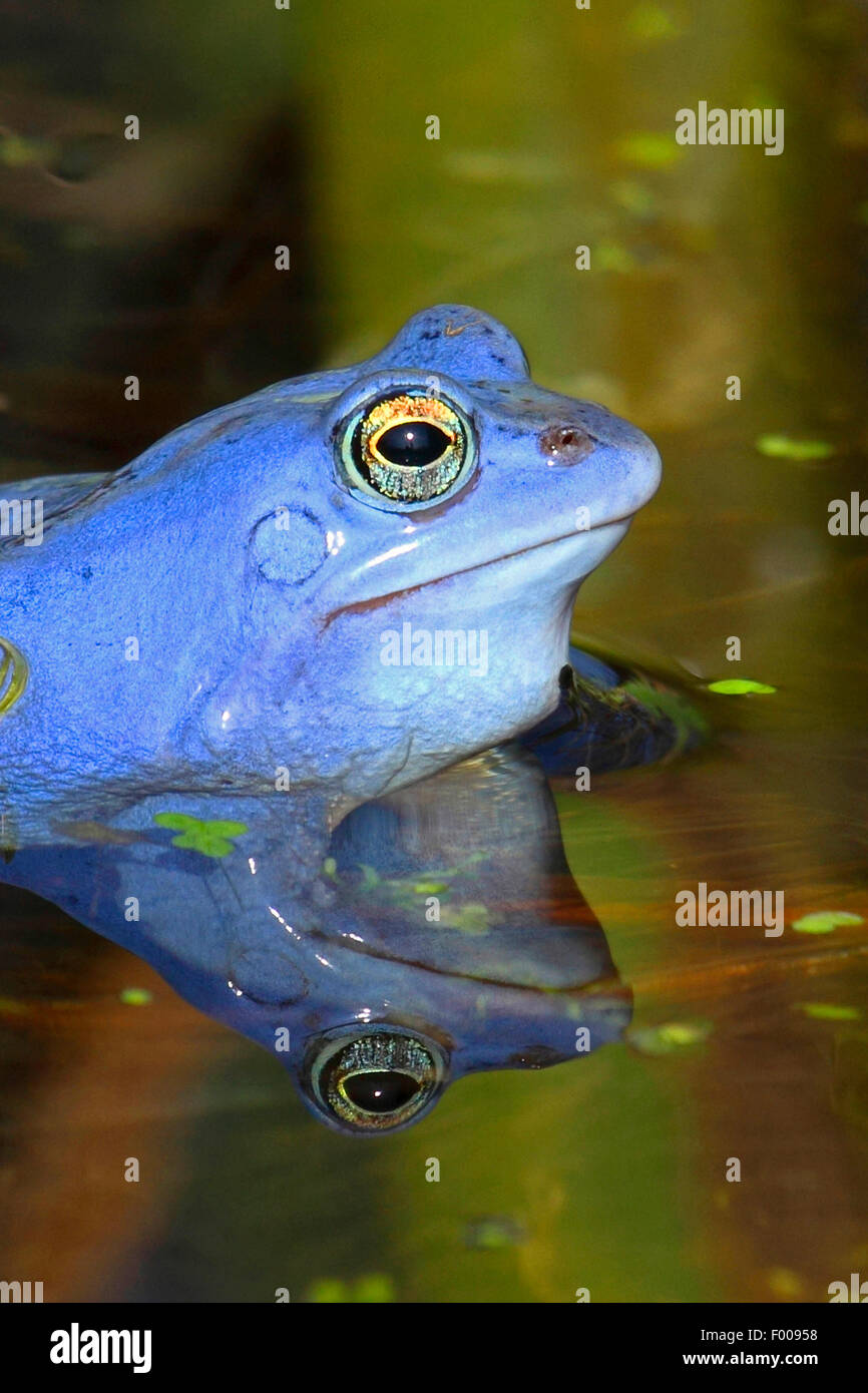 Moor-Frosch (Rana Arvalis), Porträt eines Mannes in der Paarungszeit, Deutschland Stockfoto