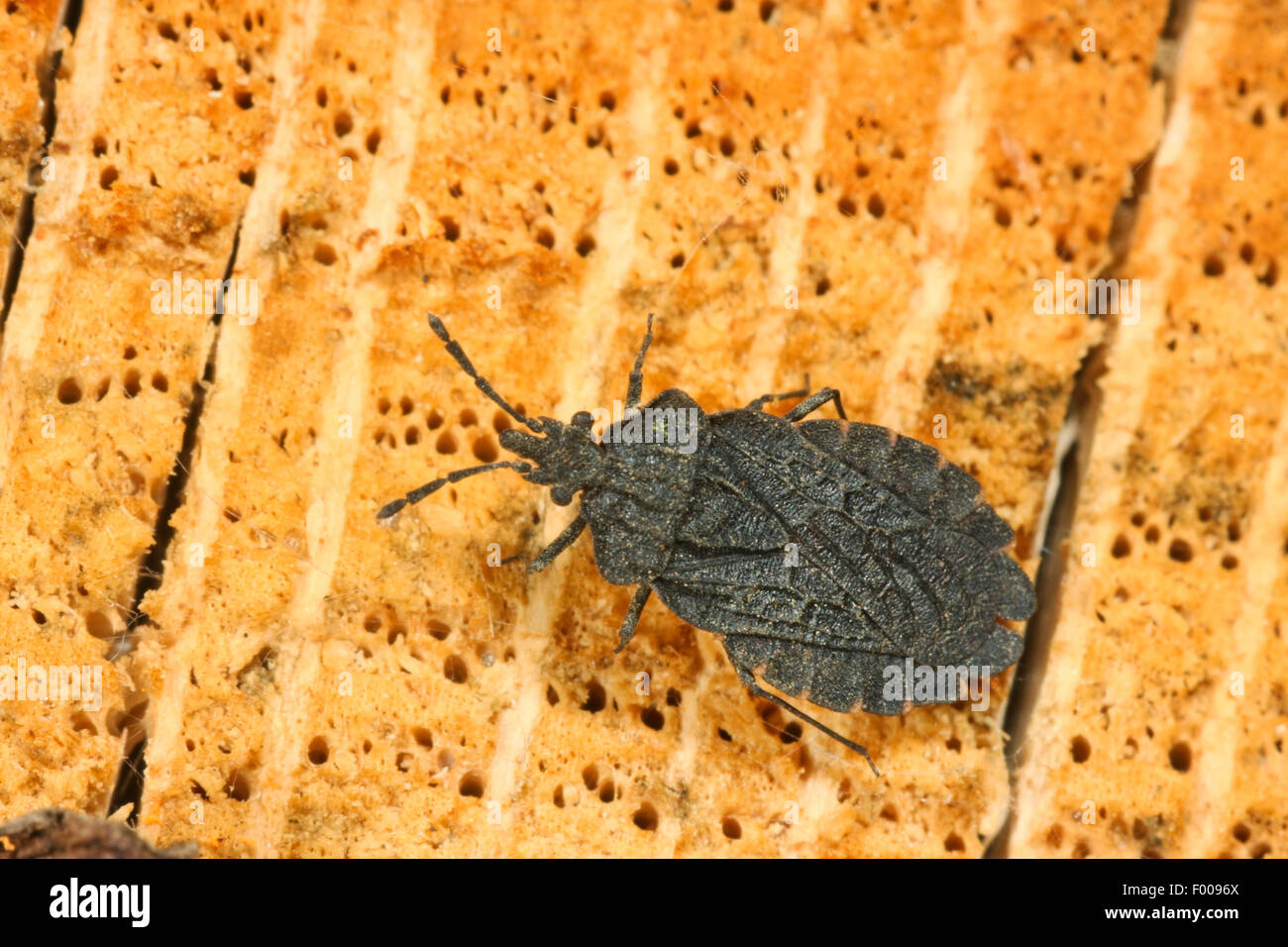 Flatbug (Aradus Aterrimus), Österreich Stockfoto