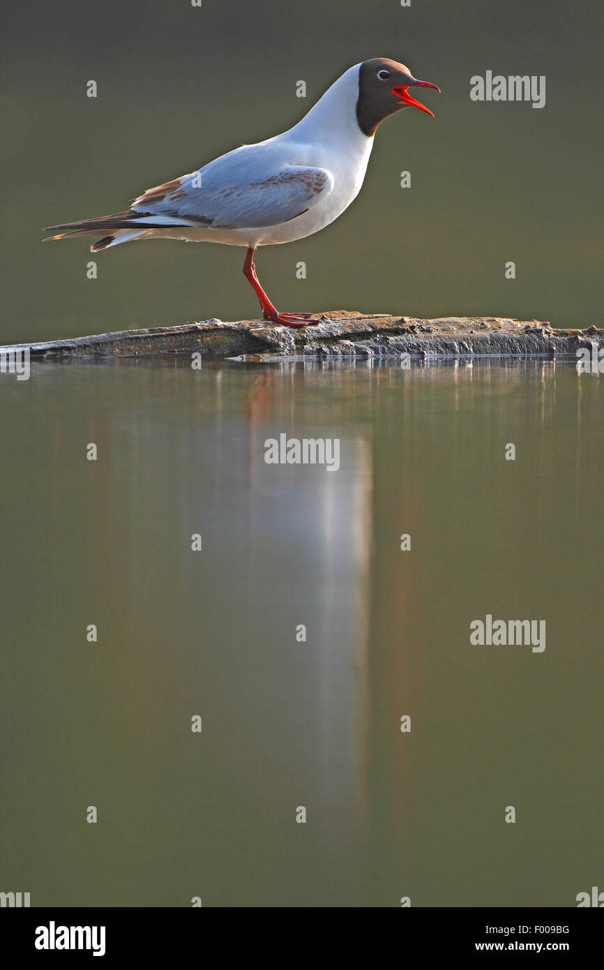 Lachmöwe (Larus Ridibundus, Chroicocephalus Ridibundus), stehend auf einem Ast im Wasser und mit der Aufforderung, Belgien Stockfoto