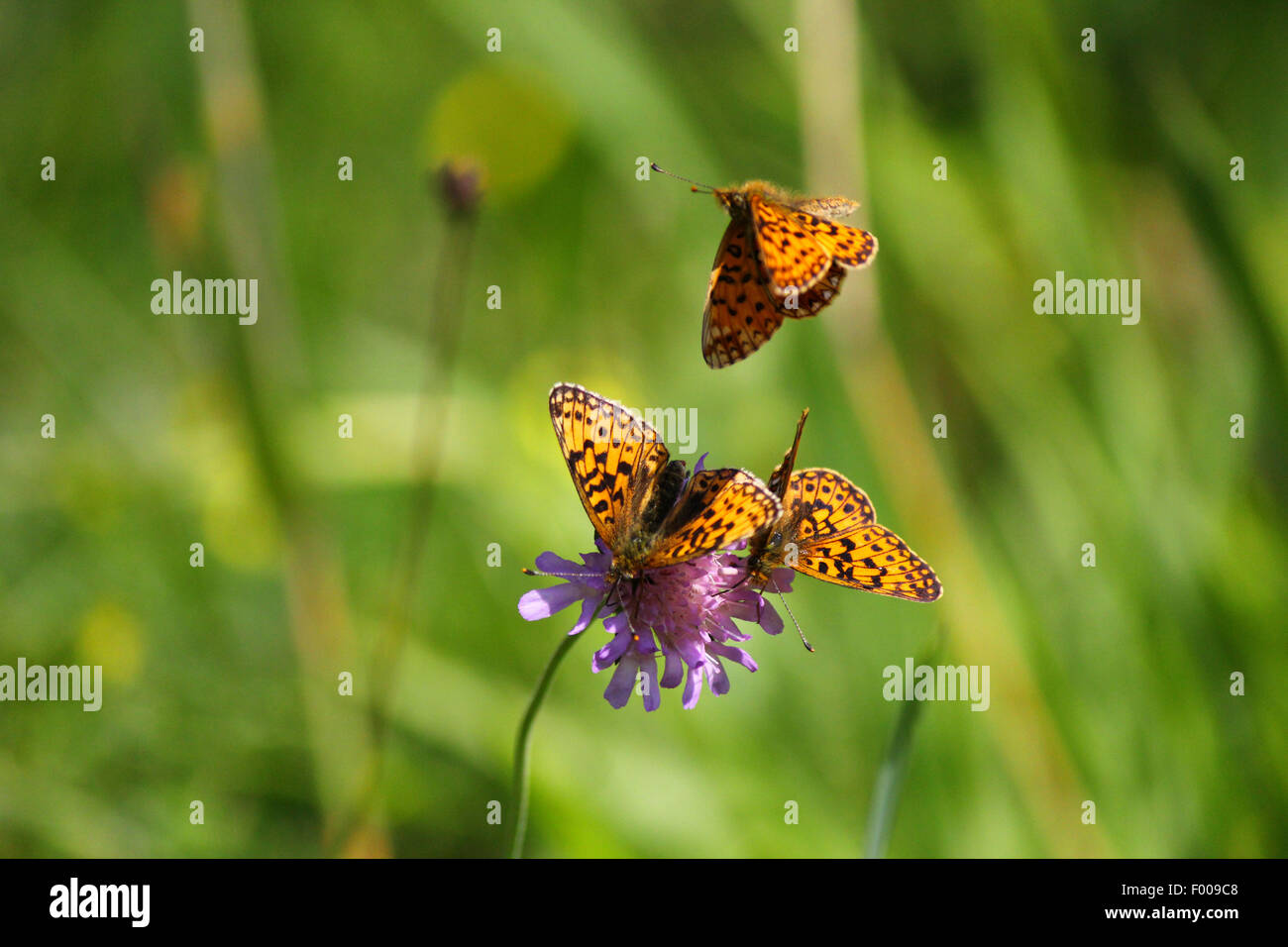 kleine Perle-umrandeten Fritillary (Clossiana Selene, Boloria Selene), Deutschland, Bayern Stockfoto