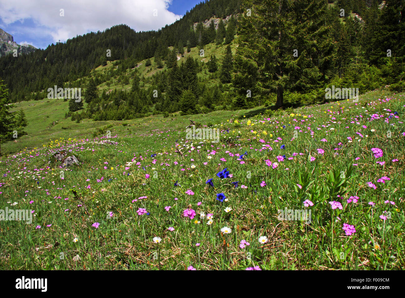 aus der Vogelperspektive Primel (Primula Farinosa), Bergwiese mit Blick aus der Vogelperspektive Primeln, Gentianas und anderen Alpenblumen in der Nähe von Graen, Österreich, Tirol Stockfoto