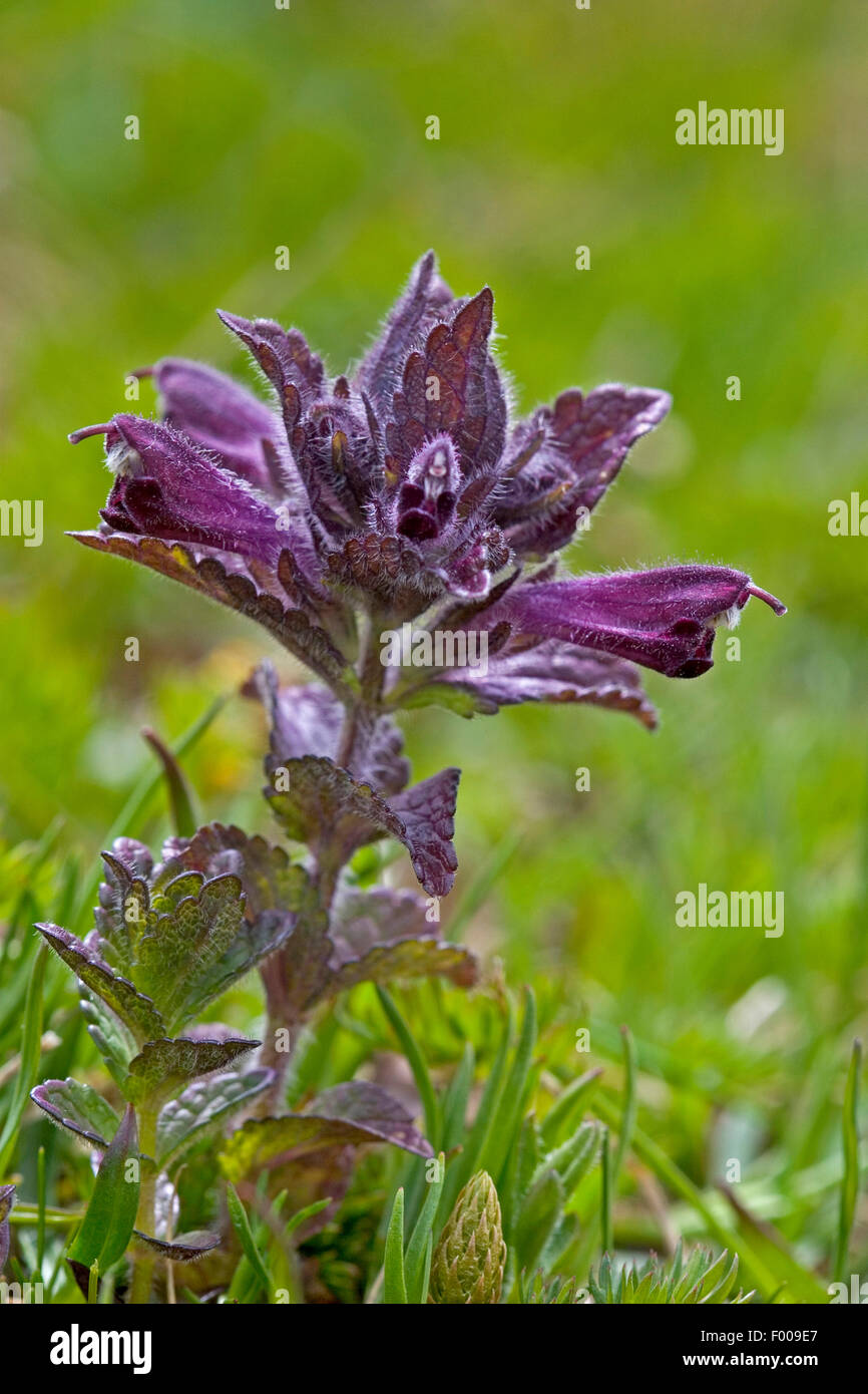 Alpine Bartsia, Velvetbells (Bartsia Alpina), Blütenstand, Deutschland Stockfoto