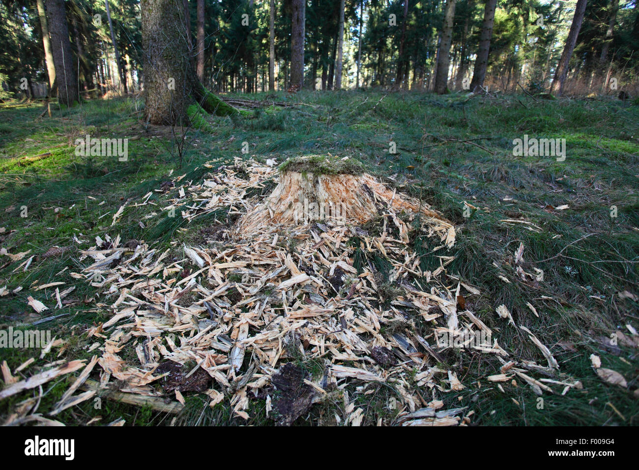 Schwarzspecht (Dryocopus Martius), gehackt Specht einen Baum Trumpf bei der Suche nach Insekten, Deutschland Stockfoto