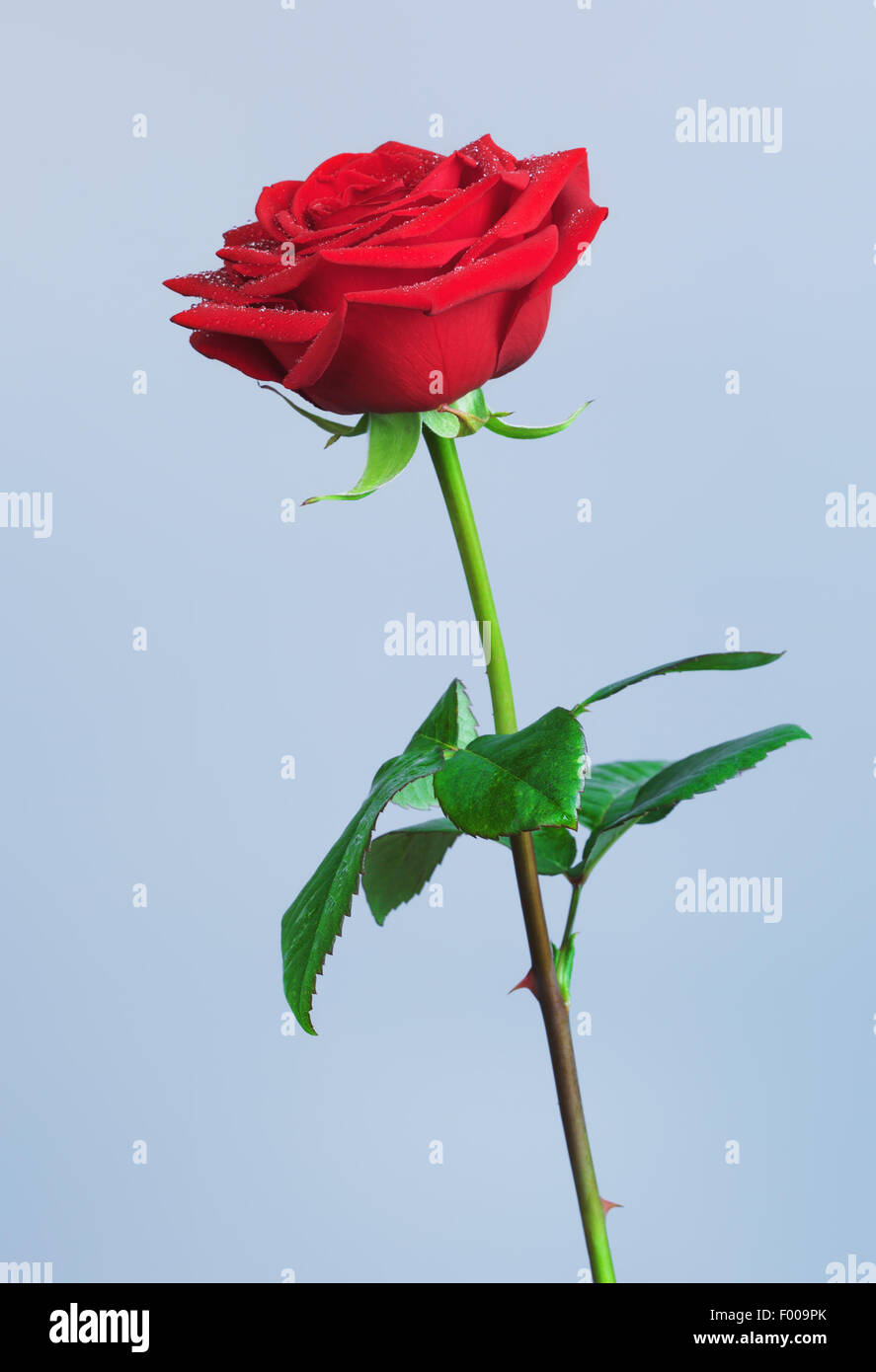 einzelne rote rose Blume, auf blauem Hintergrund Stockfoto