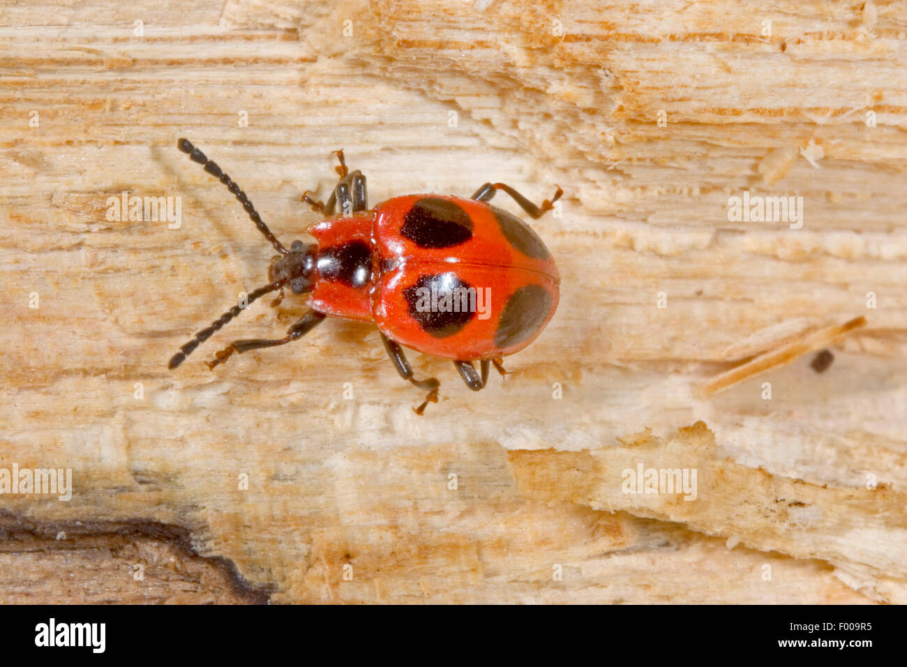 Scharlachrote Endomychus, falsche Marienkäfer (Endomychus Coccineus), sittin auf Holz, Deutschland Stockfoto