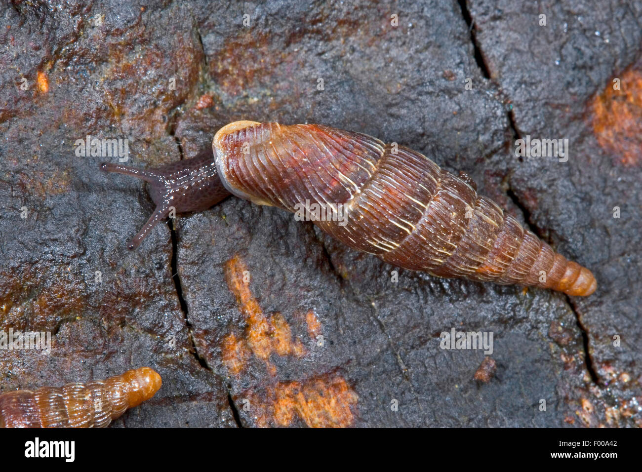 Gemeinsame Tür Schnecke, Thames Tür Schnecke, Tür 2-lippige Schnecke (Alinda Biplicata, Balea Biplicata, Laciniaria Biplicata), auf einem Stein, Deutschland Stockfoto