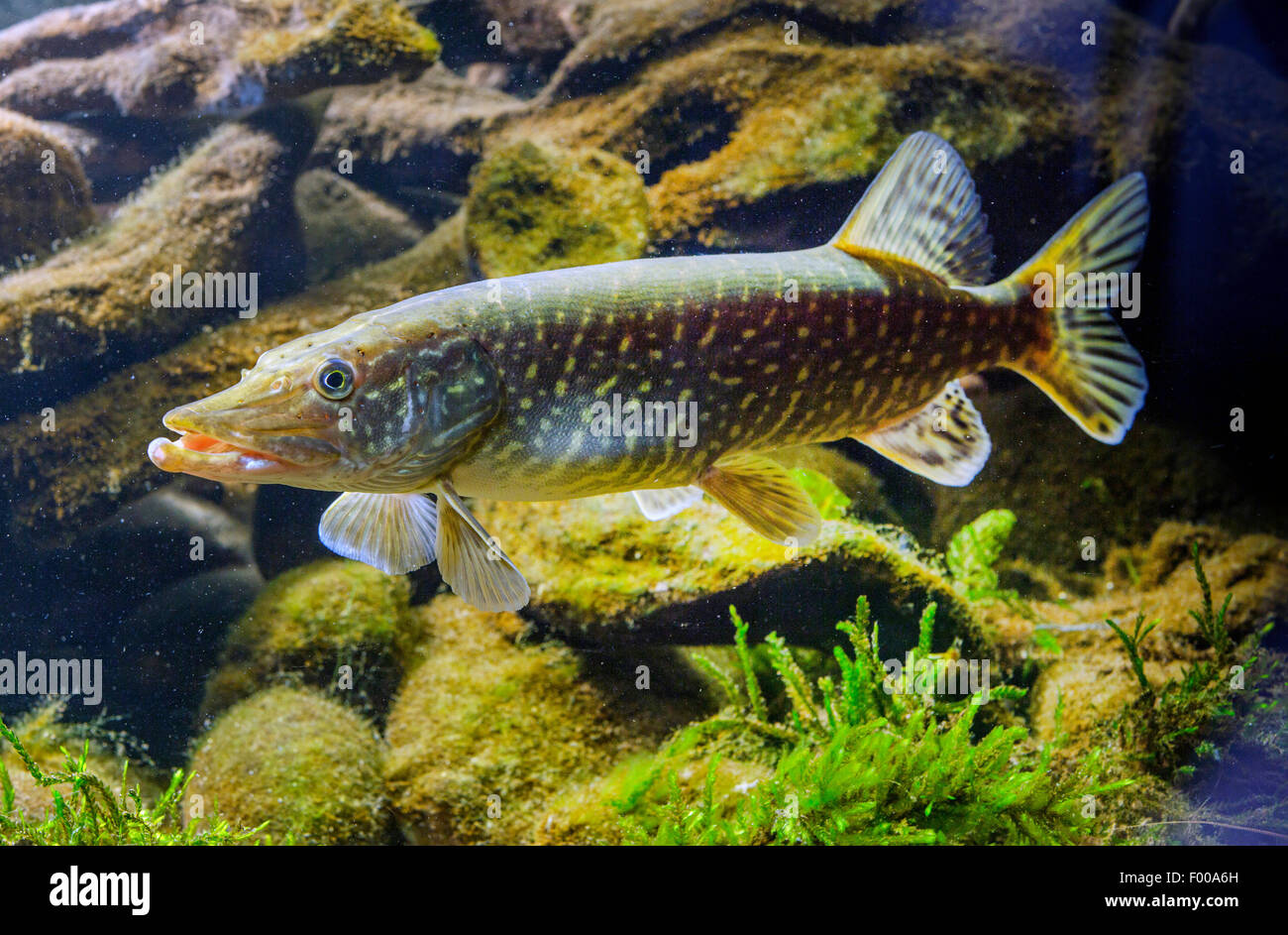 Esox lucius -Fotos und -Bildmaterial in hoher Auflösung – Alamy