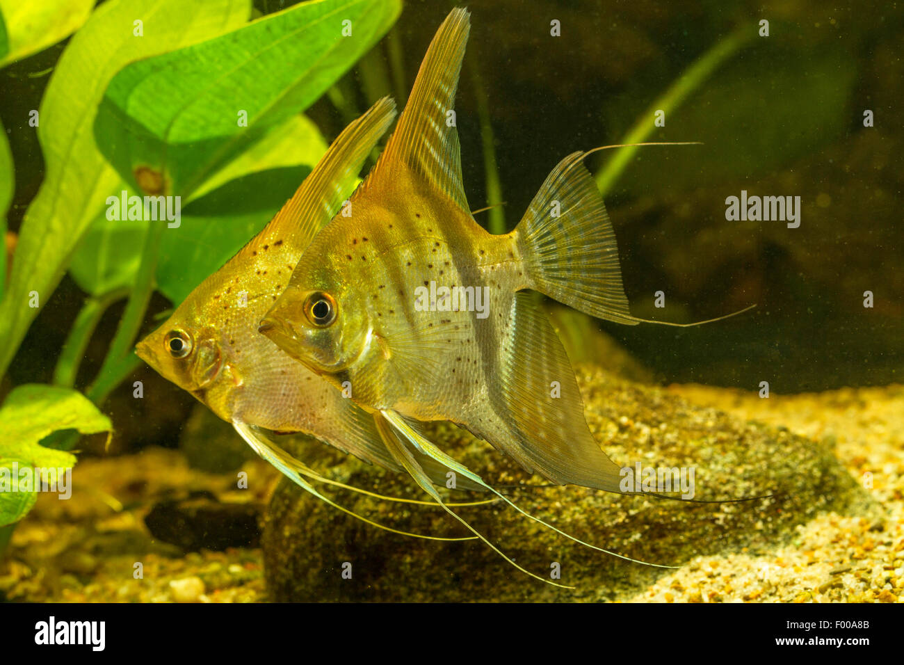 Süßwasser Kaiserfisch, zwei Süßwasser Engelfische Longfin skalaren, schwarze Kaiserfisch, Scalare (Pterophyllum Scalare) Stockfoto