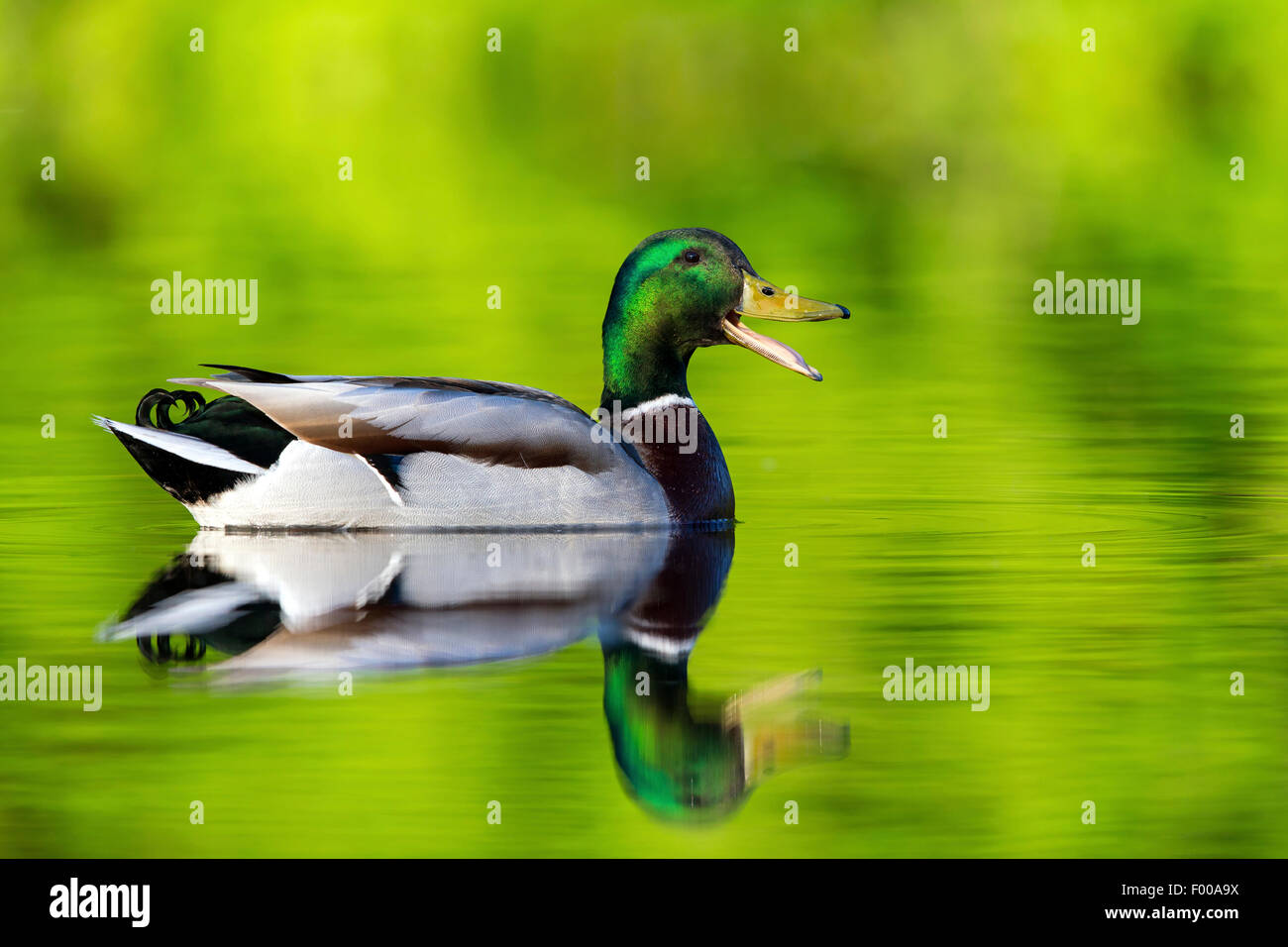 Stockente (Anas Platyrhynchos), Baden, Schweiz, Wallis Stockfoto