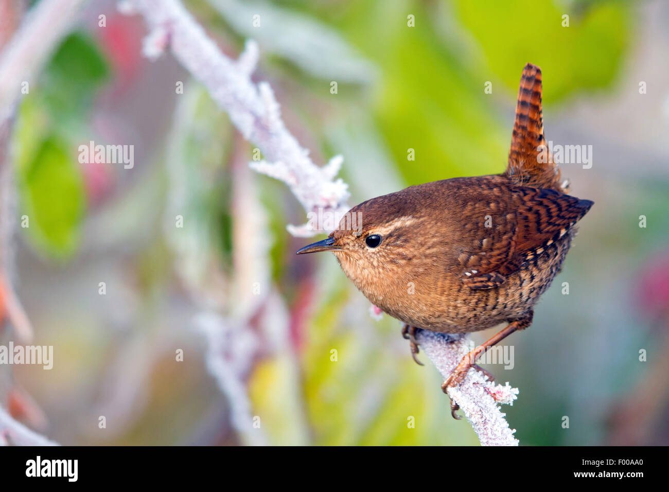 Winter-Zaunkönig (Troglodytes Troglodytes), sitzt auf einem gefrorenen Zweig, Schweiz, Wallis Stockfoto