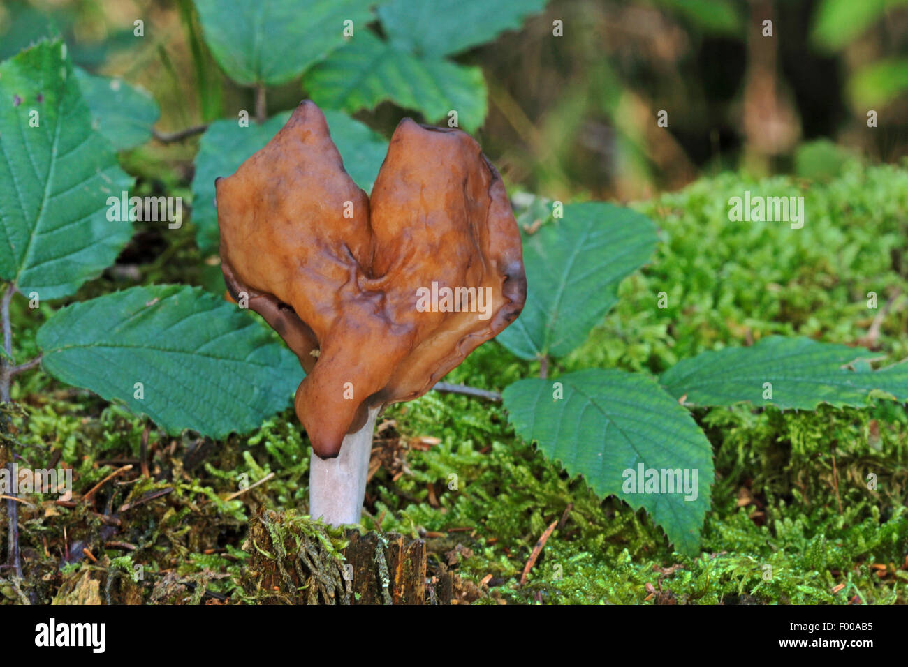 Hooded false Morel, Elfin Saddle Pouched False Morel (montanen Inful, Physomitra Inful), Fruchtkörper in Moos auf Waldboden, Deutschland Stockfoto