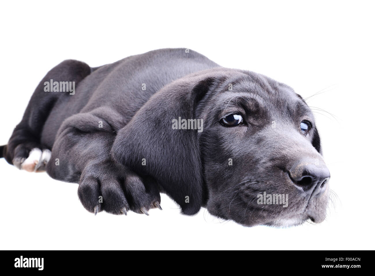 Nahaufnahme eines schwarzen Welpen, die Festlegung auf einen weißen Hintergrund isoliert Stockfoto