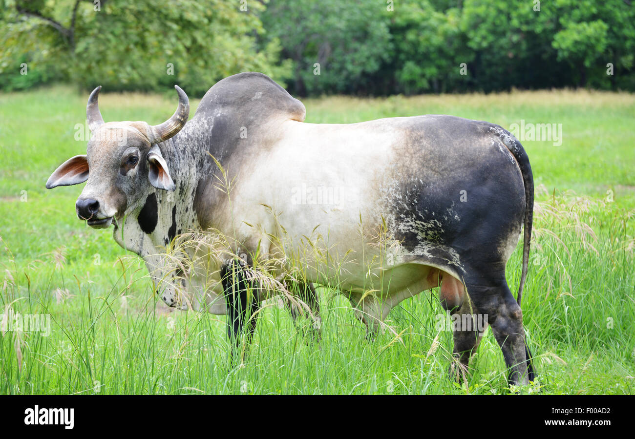 Großer Brahma Bull Fütterung in eine grüne große Wiese in der Landschaft von Panama Stockfoto