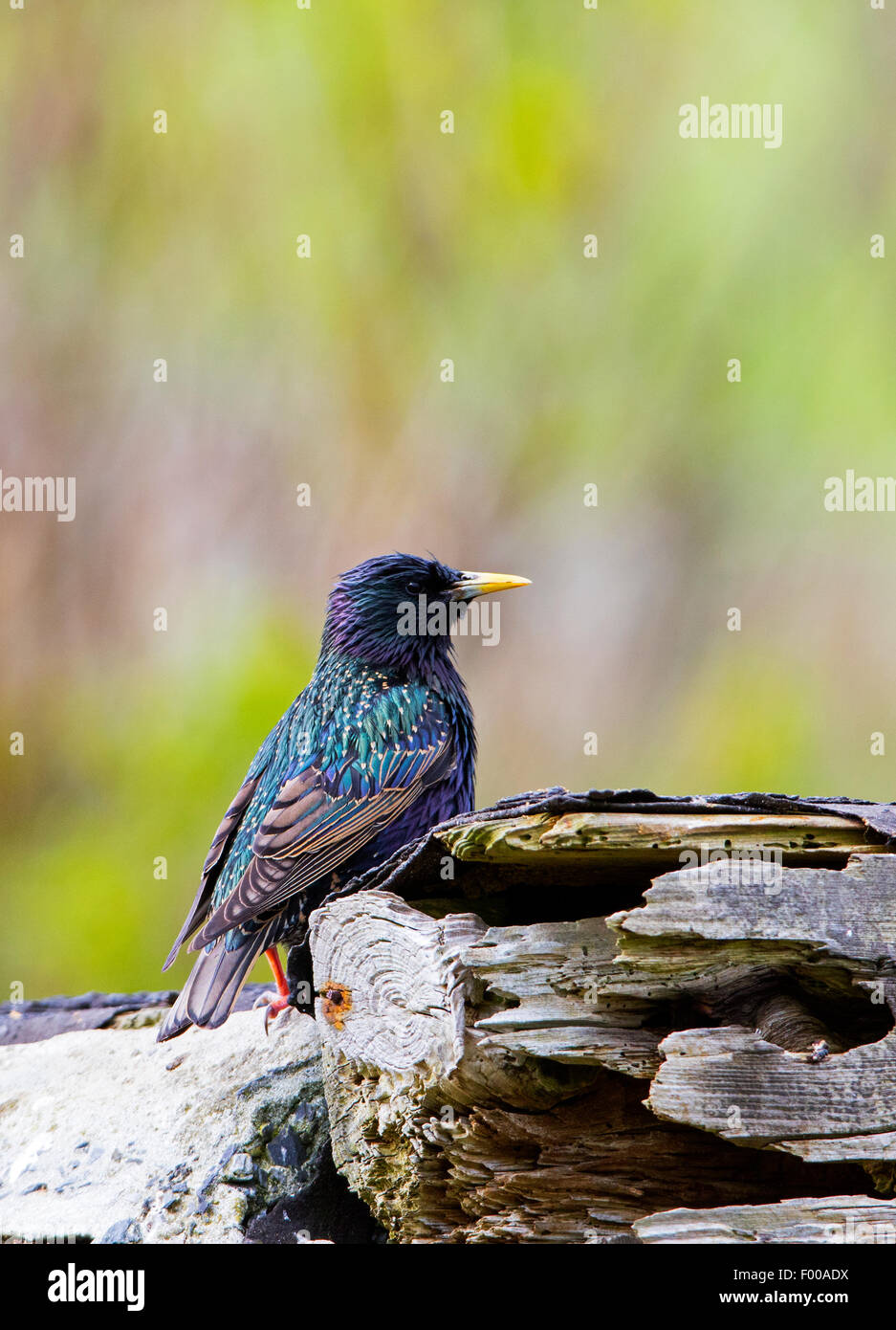 Gemeinsamen Starling Sturnus Vulgaris Zetlandicus Erwachsenen Zucht Plunage am nest Website Quendale Mill Stockfoto