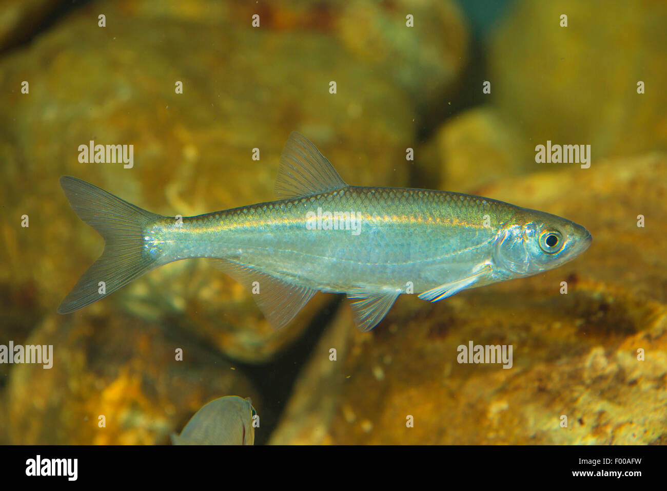 Gemeinsamen düster, düster (Alburnus Alburnus), Baden, Deutschland