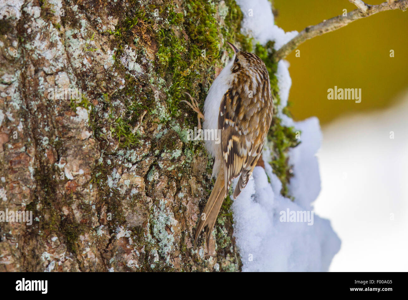 gemeinsamen Waldbaumläufer (Certhia Familiaris), Suche Essen in eine Eiche im Winter, Deutschland, Bayern Stockfoto