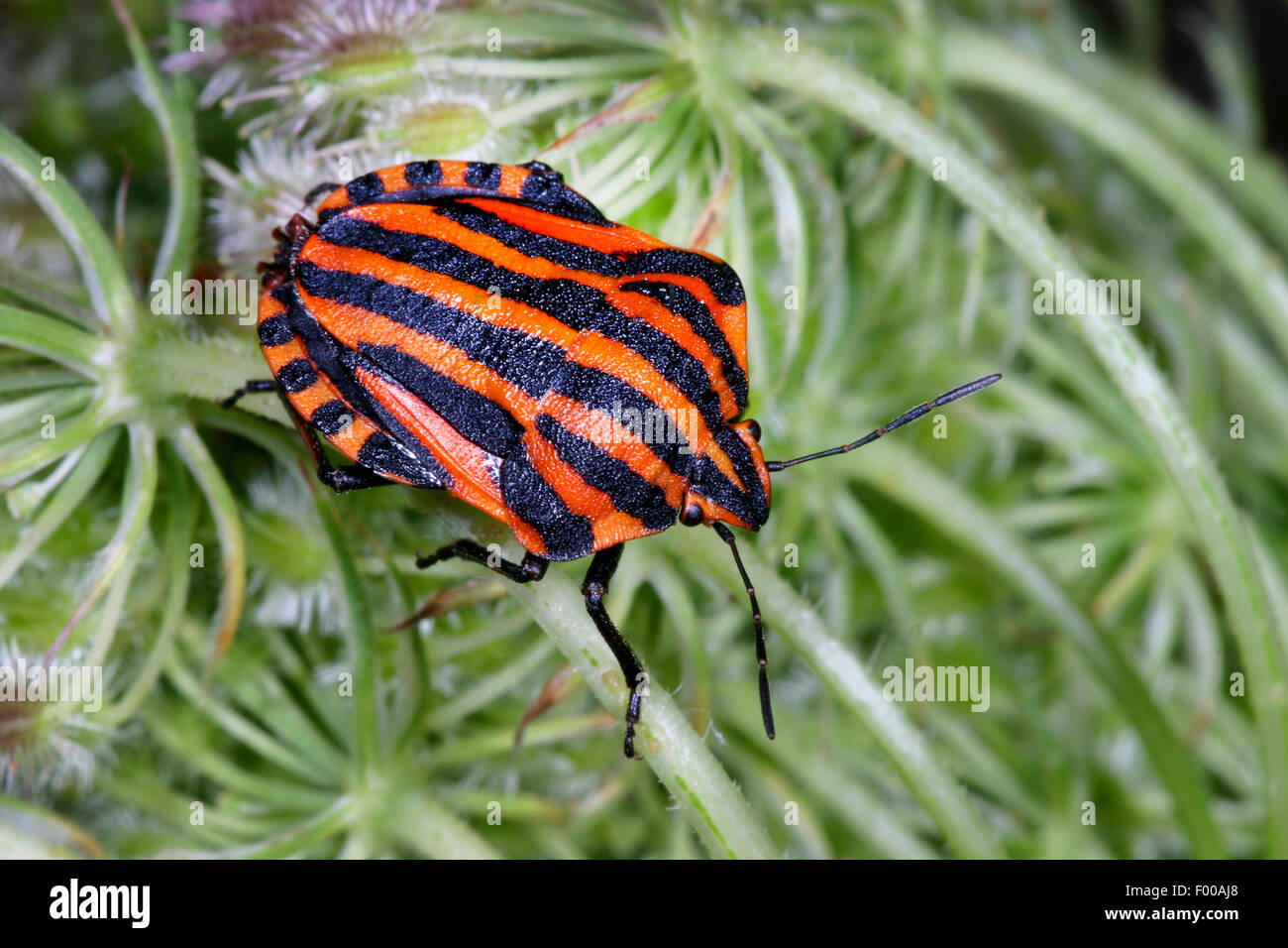 Italienische Striped-Bug, Minstrel Bug (Graphosoma Lineatum, Graphosoma unsere), am Blütenstand, Deutschland Stockfoto