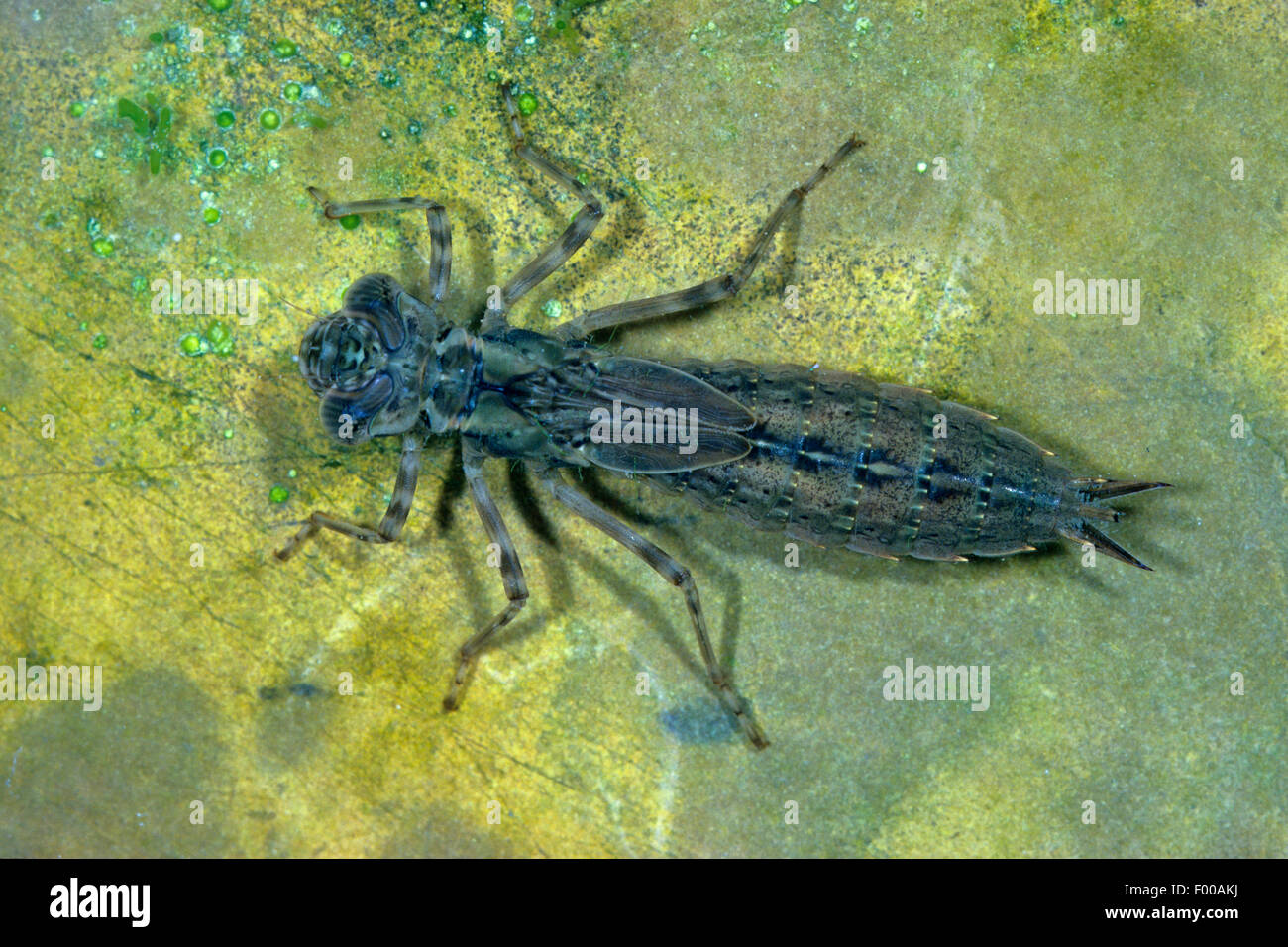 blau-grünes Darner, südlichen Aeshna, südlichen Hawker (Aeshna Cyanea), Larve unter Wasser, Deutschland Stockfoto