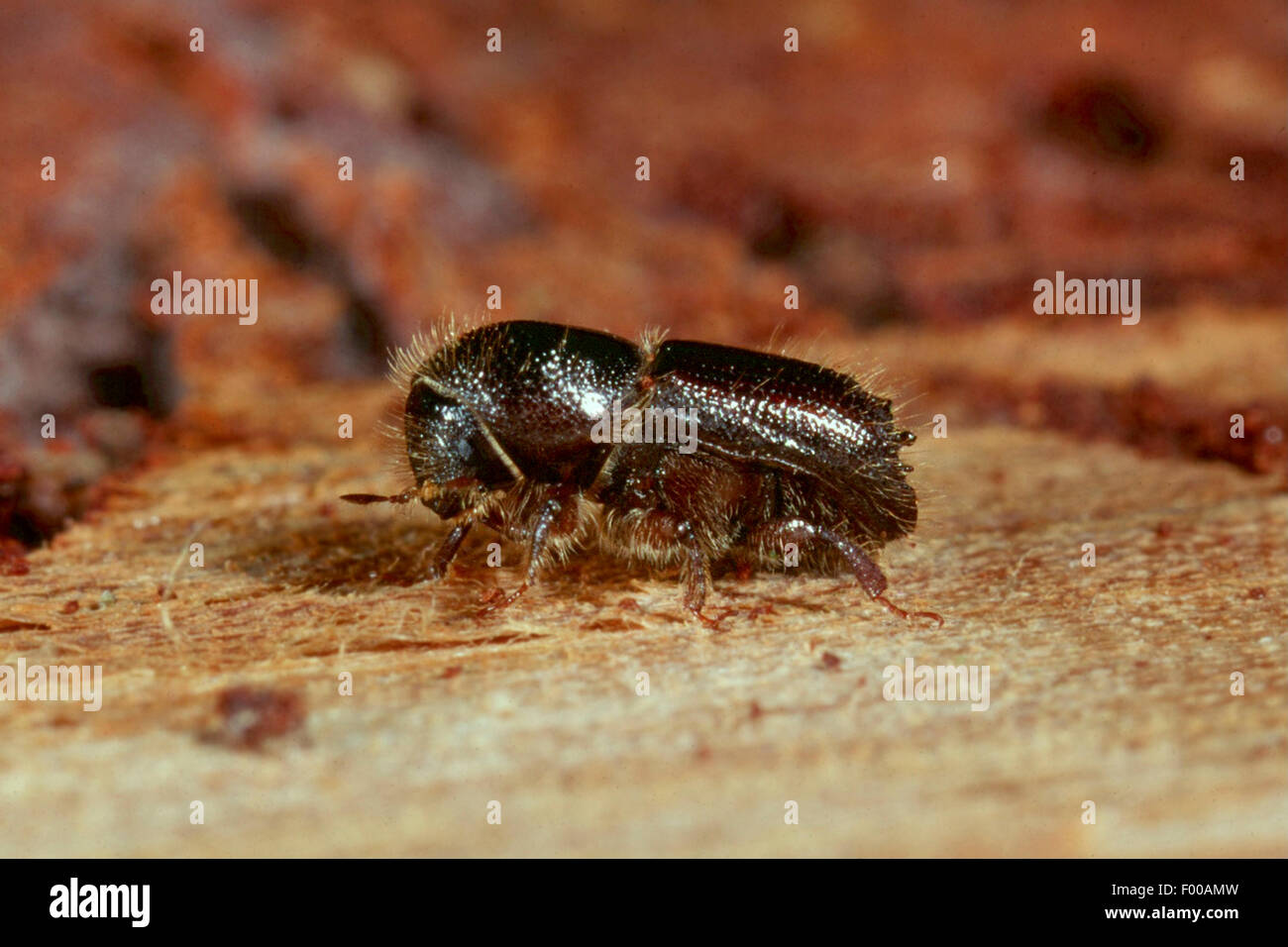 Buchdrucker, Europäische Fichte Borkenkäfer, Graveur Käfer, gemeinsame europäische Stecher (Ips Typographus), auf Holz, Deutschland Stockfoto