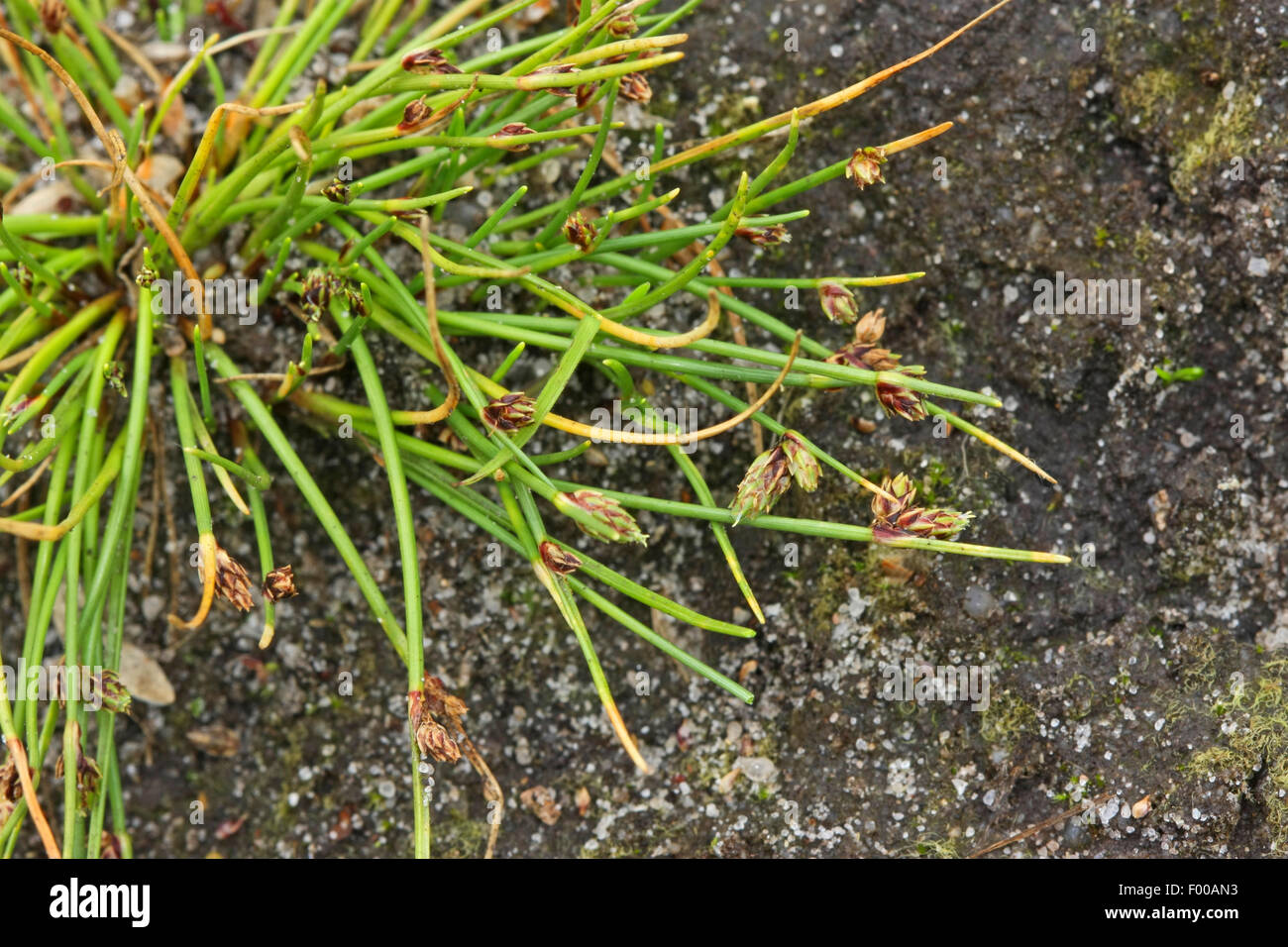 Bristleleaf Rohrkolben, Borste Club-Rush, Borste Scirpus (Isolepis Setacea, Scirpus Setaceus), blühen, Deutschland Stockfoto