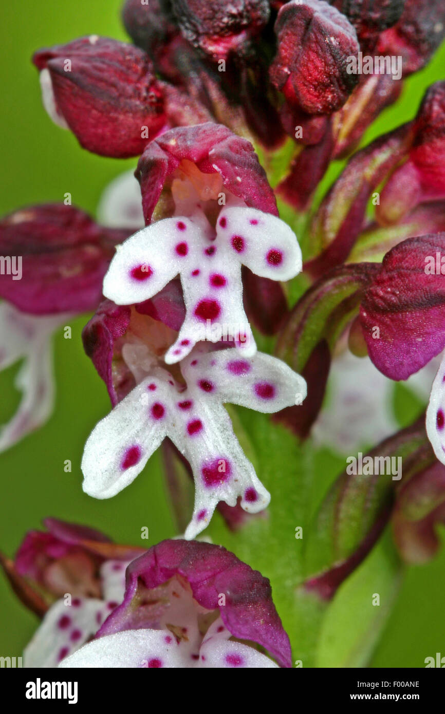 Verbrannt, Orchidee, Burnt-Tip Orchidee, Burnt Tipp Orchidee (Orchis Ustulata, Neotinea Ustulata), Blumen, Deutschland Stockfoto