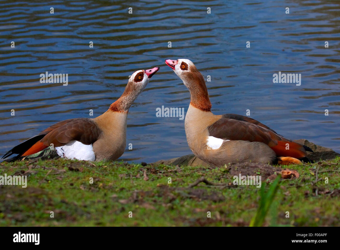Nilgans (Alopochen Aegyptiacus), paar am Seeufer, Deutschland, Nordrhein-Westfalen Stockfoto