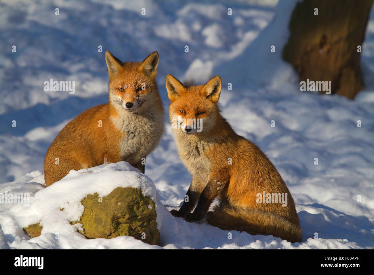 Rotfuchs (Vulpes Vulpes), männliche und weibliche in der Paarungszeit im Winter, Deutschland, Nordrhein-Westfalen Stockfoto
