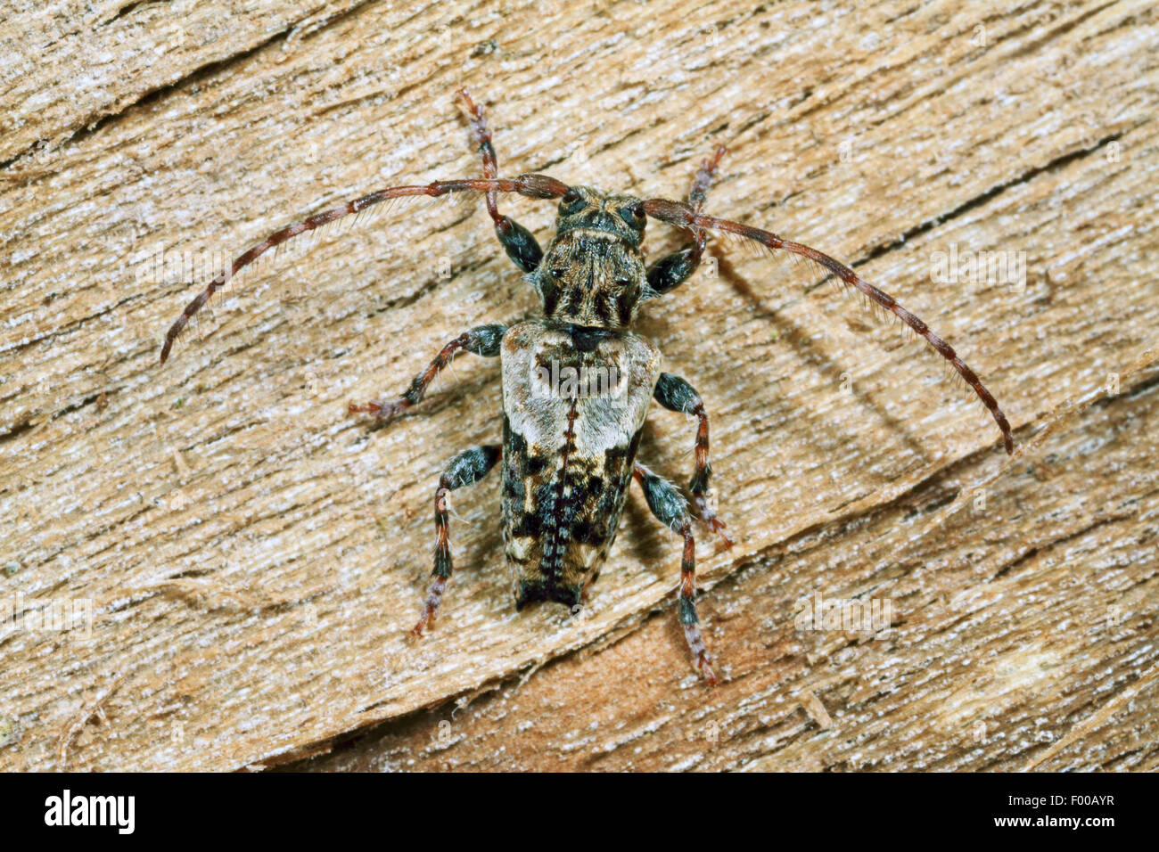 Geringerem Thorn-bestückte Longhorn Beetle (Pogonocherus Hispidus), auf Holz, Deutschland Stockfoto