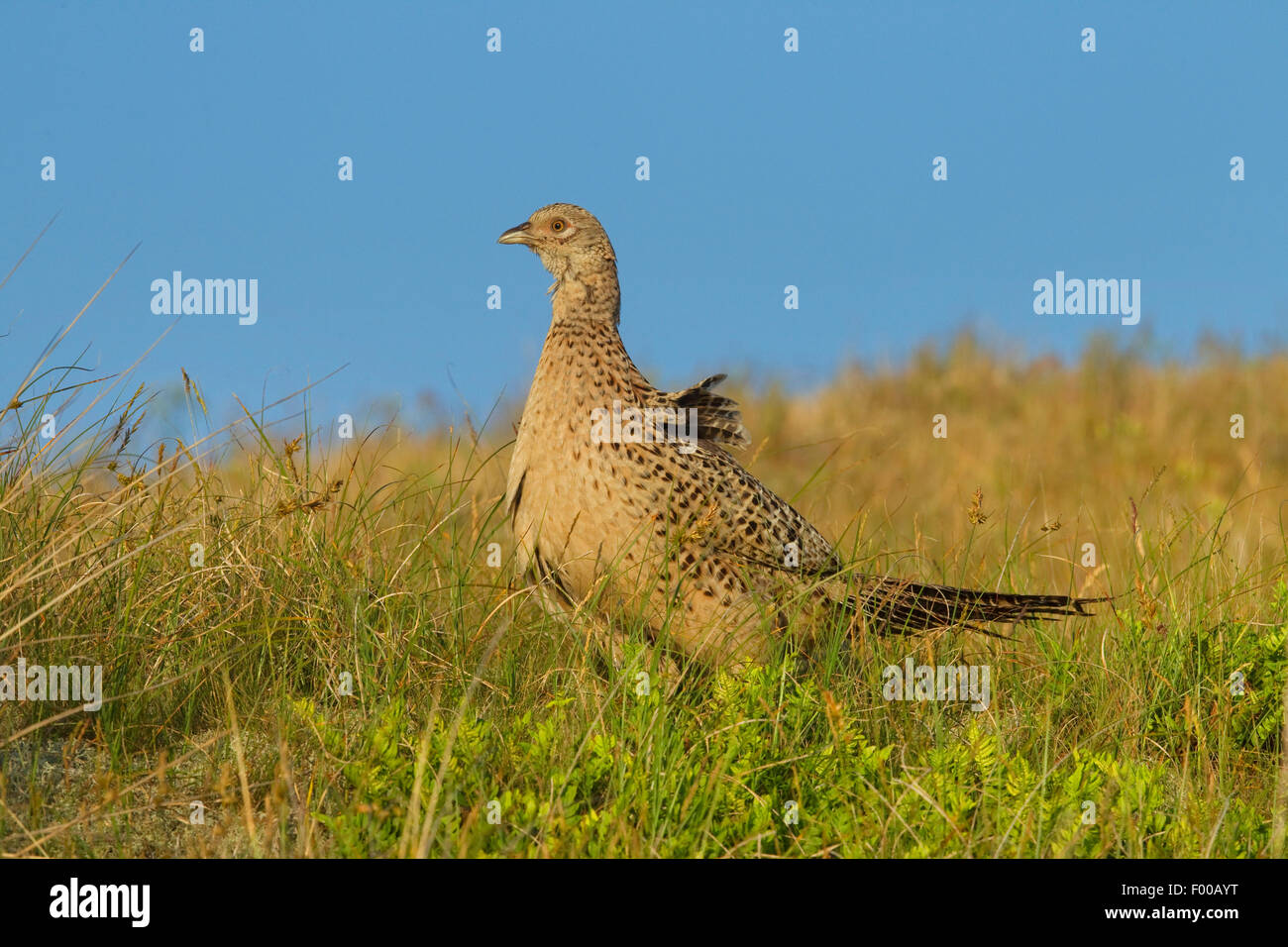 gemeinsamen Fasan, Kaukasus Fasane, kaukasische Fasan (Phasianus Colchicus), weibliche auf einer Wiese, Deutschland, Nordrhein-Westfalen Stockfoto