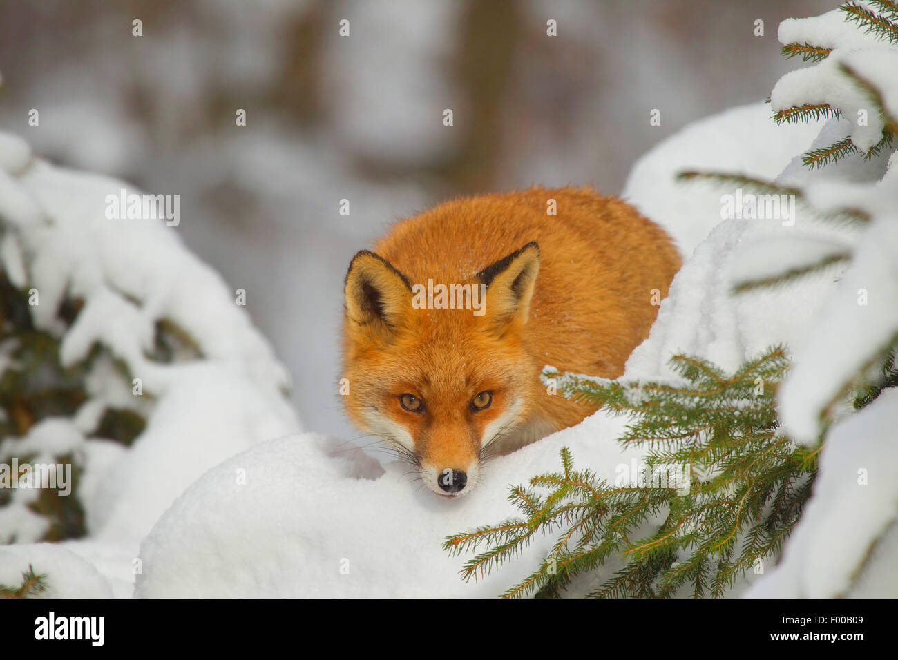 Rotfuchs (Vulpes Vulpes), Fuchs im verschneiten Wald, Deutschland, Nordrhein-Westfalen Stockfoto
