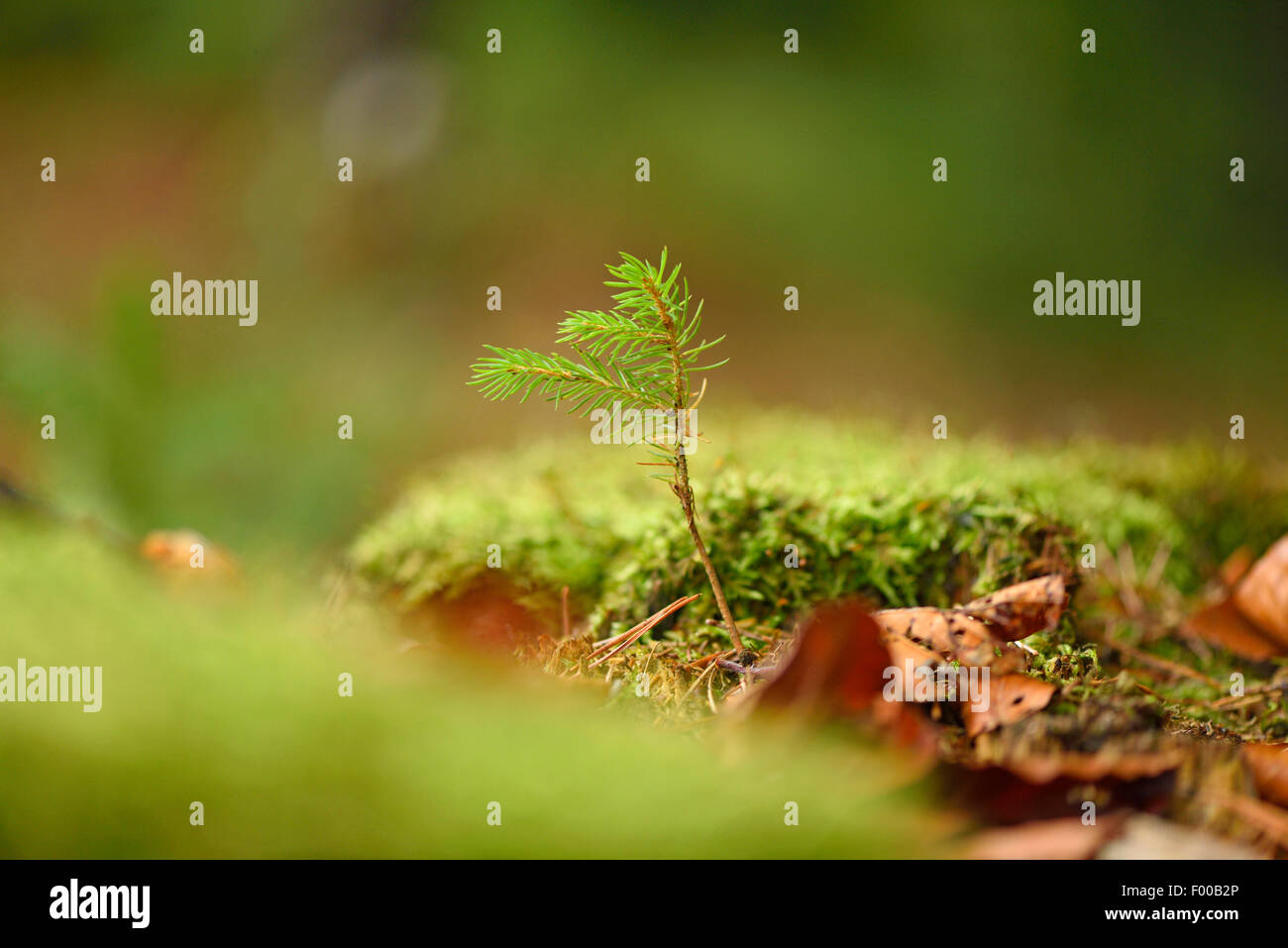 Gemeine Fichte (Picea Abies), Fichte Jungtiere in einen Wald, Deutschland, Bayern, Oberpfalz Stockfoto