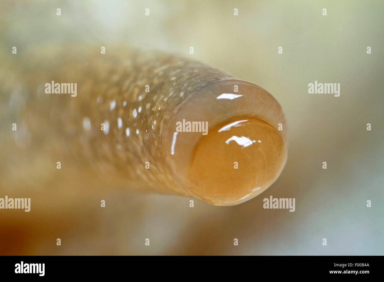 Römische Schnecke, Schnecken, Schnecken Schnecke, essbare Schnecken, Apfelschnecke, Weinrebe Schnecke, Weinberg Schnecke, Rebe-Schnecke (Helix Pomatia), Fühler, Deutschland im Blick Stockfoto