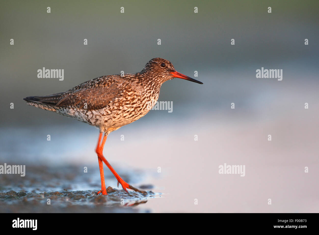 gemeinsamen Rotschenkel (Tringa Totanus), auf Schlamm flache, Belgien Stockfoto