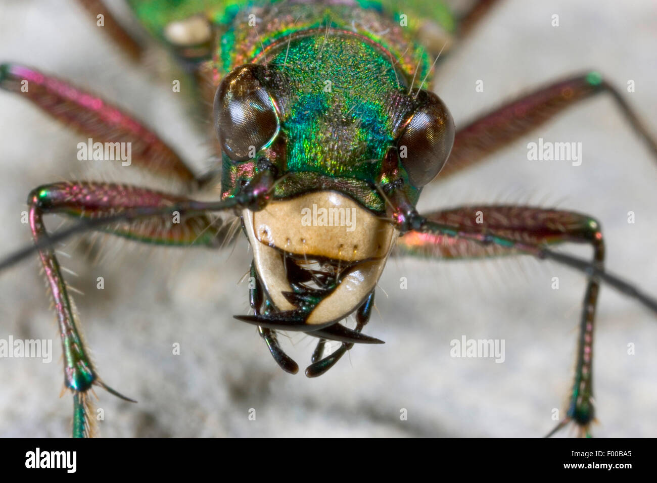 Grüne Sandlaufkäfer (Cicindela Campestris), Porträt, Deutschland Stockfoto