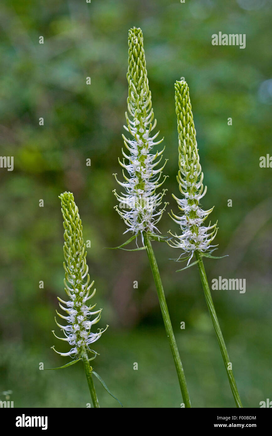 dotierten Rapunzeln (Phyteuma Spicatum), Blütenstände, Deutschland Stockfoto