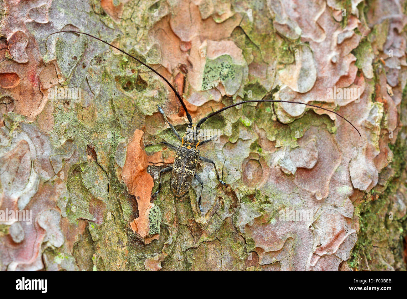 Kiefer-Sawyer-Käfer, Zimmermänner Käfer (Monochamus Galloprovincialis), Männchen auf Rinde, Deutschland Stockfoto
