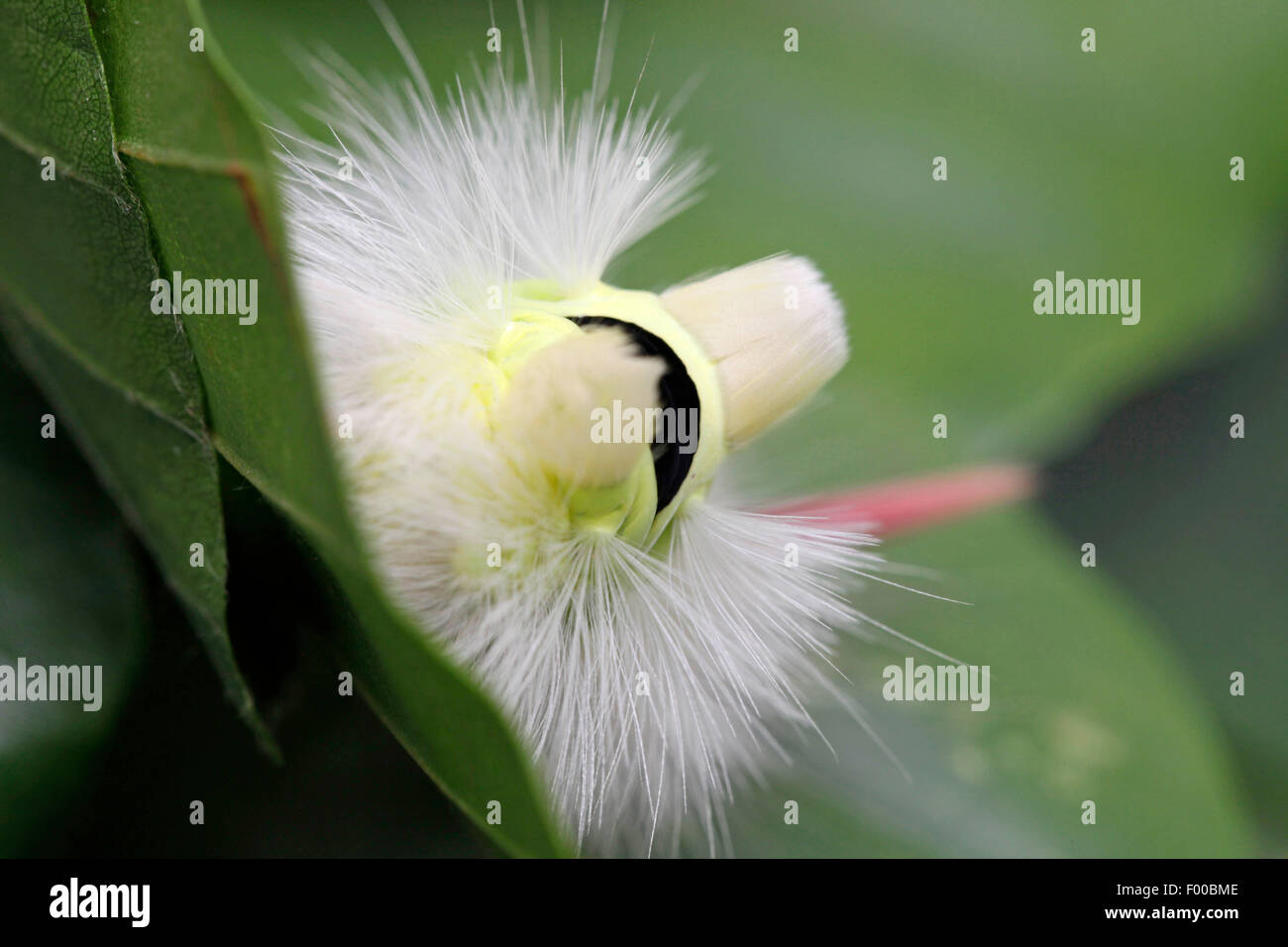 Blass, Grasbüschel, Red-Tail Motte (Dasychira Pudibunda, Olena Pudibunda, Calliteara Pudibunda Elkneria Pudibunda), Portrait einer Raupe in bedrohlichen Haltung, Deutschland, Bayern Stockfoto