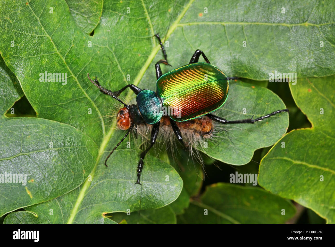 Gr ere Raupe Hunter Wald Raupe J ger Europ ische Calosoma K fer gr-ere-raupe-hunter-wald-raupe-j-ger-europ-ische-calosoma-k-fer