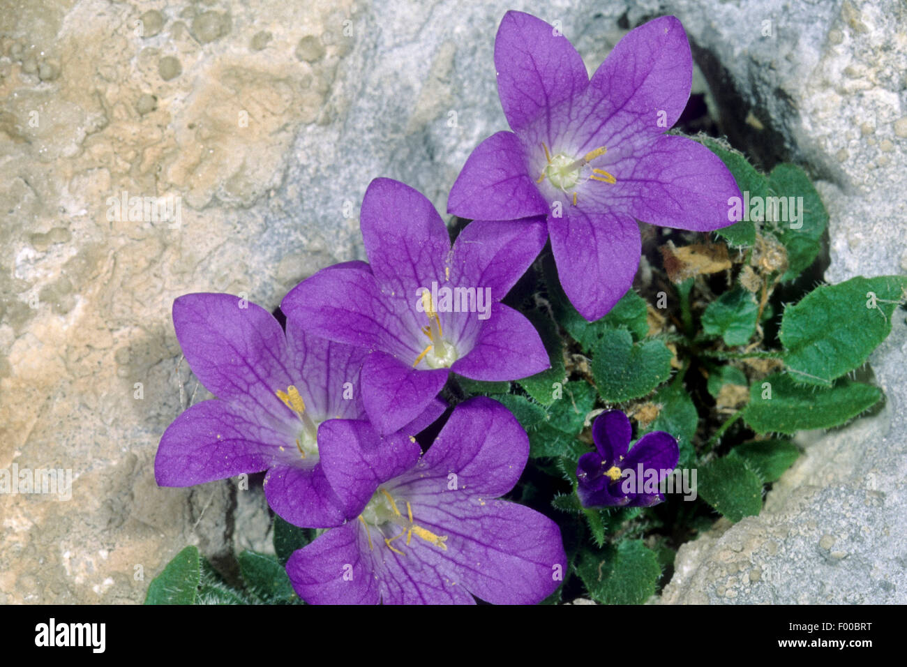 Dolomiten-Glockenblume (Campanula Morettiana), blühen, Österreich Stockfoto