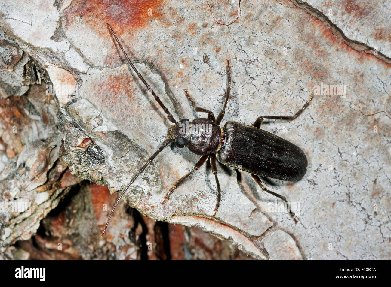 Rostige Longhorn Beetle, Rost Kiefer Borer (Criocephalus Rusticus, Arhopalus Rusticus) auf Rinde, Deutschland Stockfoto